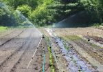 Pine Hill Meadow Garden irrigation contributed photo