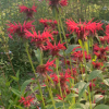 flowers in Southborough Library Pollination Garden - Summer 2023 (contributed by Freddie Gillespie)