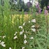 flowers in Southborough Library Pollination Garden - Summer 2023 (contributed by Freddie Gillespie)