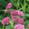 flowers in Southborough Library Pollination Garden - Summer 2023 (contributed by Freddie Gillespie)