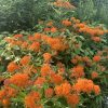 flowers in Southborough Library Pollination Garden - Summer 2023 (contributed by Freddie Gillespie)