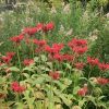 flowers in Southborough Library Pollination Garden - Summer 2023 (contributed by Freddie Gillespie)