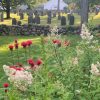 flowers in Southborough Library Pollination Garden - Summer 2023 (contributed by Freddie Gillespie)