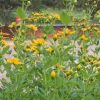 flowers in Southborough Library Pollination Garden - Summer 2023 (contributed by Freddie Gillespie)