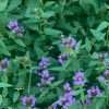 flowers in Southborough Library Pollination Garden - Summer 2023 (contributed by Freddie Gillespie)