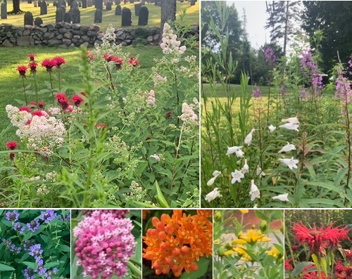 flowers in Southborough Library Pollination Garden - Summer 2023 (contributed by Freddie Gillespie)