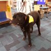 Bear (a certified therapy dog) from Southborough Library Facebook post
