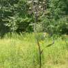 #5 "Dandelion" by Gints Grinbergs (Art on the Trails photo by Beth Melo)