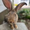 Books with Bunnies from Chestnut Hill Farm Facebook