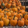 Chestnut Hill Farm recently harvested pumpkins from Facebook