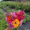 Field to Flower from Chestnut Hill Farm event