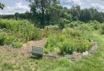 Native Garden at Beals Preserve (photo by Beth Melo - August 2023)