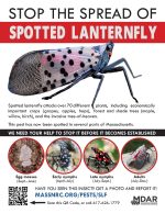 spotted lantern fly flyer