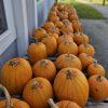 Chestnut Hill Farm pumpkins (from Facebook)