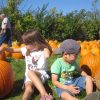 Tougas pumpkin picking (photo by Joao Melo)