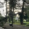 Pine tree on Parkerville power lines (from Facebook)