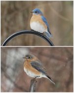 Eastern Bluebird photo contributed by Eileen Samberg