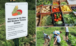 Pine Hill Meadow Garden from contributed photos and social media