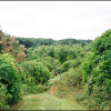 Bittersweet invasion at Breakneck Hill in 2003 - contributed photo