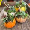 Mini Succulent Pumpkin Trio Workshop