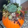succulent pumpkin workshop