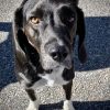 found beagle (contributed)