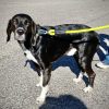 found beagle (contributed)