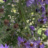 Look very closely and you'll find one of the leaves is a a Praying Mantis with prey (photo by Debbie Costine)