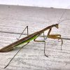Probably a Chinese Mantis (photo by Debbie Costine)