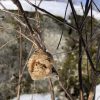 Praying mantis egg case (photo by Debbie Costine)