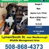 found dog westborough beagle