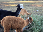 Alpacas eating old Christmas trees collected by Southborough BSA Troop 1 (photo contributed by Troop 1 with credit to farmers)