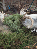 goats eating old Christmas trees collected by Southborough BSA Troop 1 (photo contributed by Troop 1 with credit to farmers)