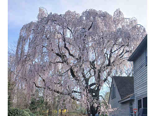 50 year old weeping cherry tree (image cropped from photo by Elaine Russo)