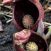 skunk cabbage flowers (photo by Debbie Costine)