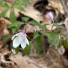 wood anemone (photo by Debbie Costine)