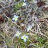 bluets (photo by Debbie Costine)