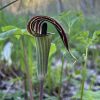 Jack in the Pulpit (photo by Debbie Costine)