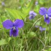 Common Violet (photo by Debbie Costine)