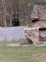 Bear on evening of May 12 2026 (anonymous)