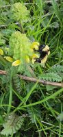 Bombus fervidus at Beecology Research Garden (contributed photo credited to Dr. Robert Gegear)