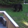 Bear on Middle Road morning of May 12 (screenshot from Stephanie Wilson)