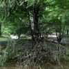evergreen trees in Cordaville Park (photo contributed by John Kendall)