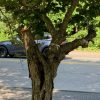 "rotted" cherry tree in Cordaville Park (photo contributed by John Kendall)