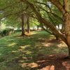 Cordaville Park lawn issues highlighted in photos by John Kendall
