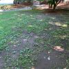 Cordaville Park lawn issues highlighted in photos by John Kendall