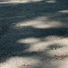 John Kendall's photos of "tripping hazards" in Cordaville Park