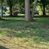 Cordaville Park lawn issues highlighted in photos by John Kendall