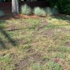 Cordaville Park lawn issues highlighted in photos by John Kendall