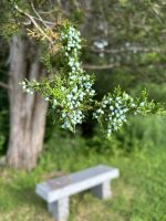 Juniper berries at Beals Preserve (photo by Debbie Costine)